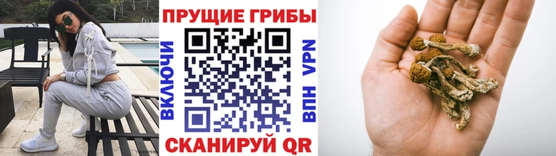 Псилоцибиновые грибы мухоморы  купить наркотики цена  Ясногорск 